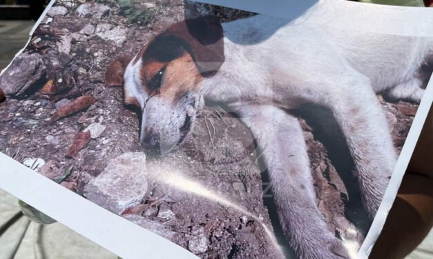 En pueblo mágico de Xico, Veracruz van más de 30 perros envenenados