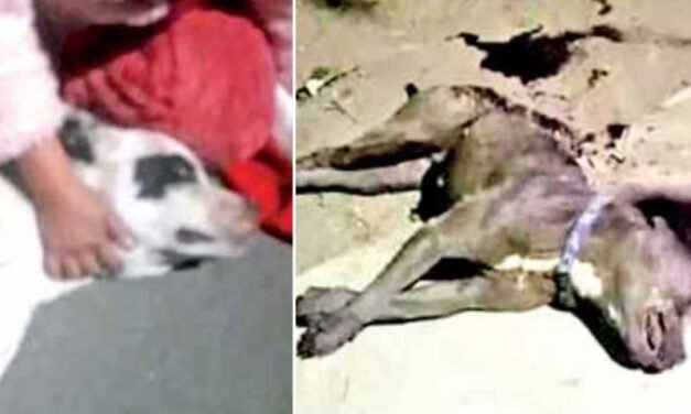 En el municipio de Temamatla, Edomex perritos de raza pitbull fueron asesinados por un sujeto con machete