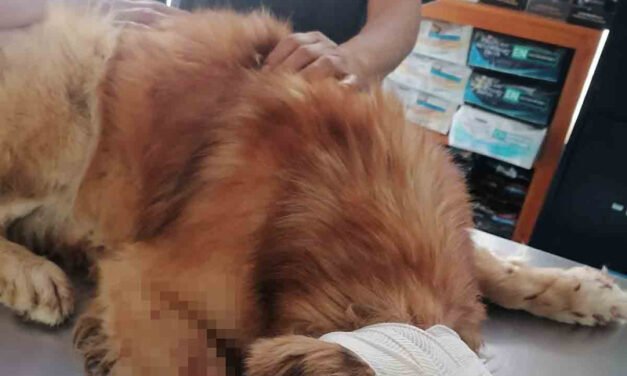 Tras agresión contra perrito ‘Zeus’ fiscalía de Oaxaca inicia investigación