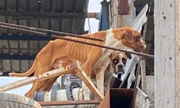 En Nuevo León rescatan a perritos que casi “estaban en los huesos”, olvidados en una azotea