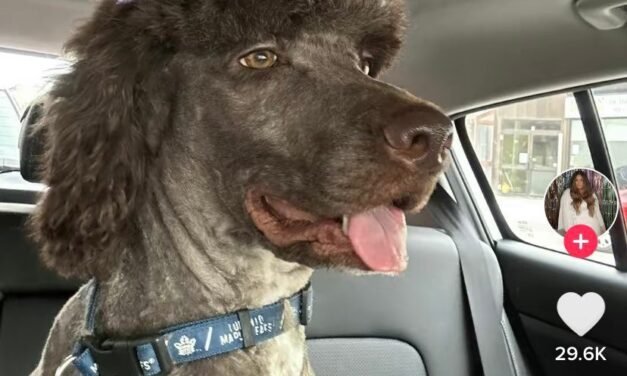 VIDEO: Mujer lleva a su ‘lomita’ a la peluquería y le hacen un cambio de look muy radical