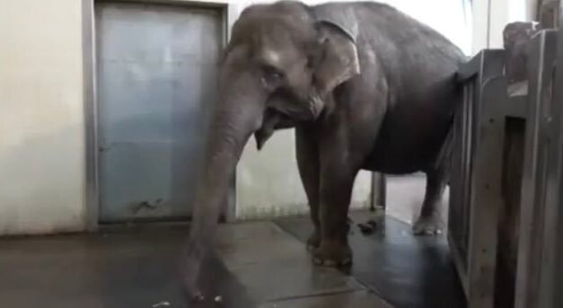 Elefante se vuelve viral luego de pelar plátanos con su trompa