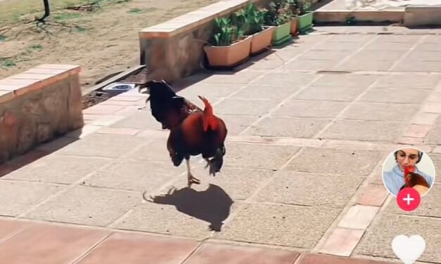 Gallo se vuelve viral luego de su reacción al recibir a su dueña