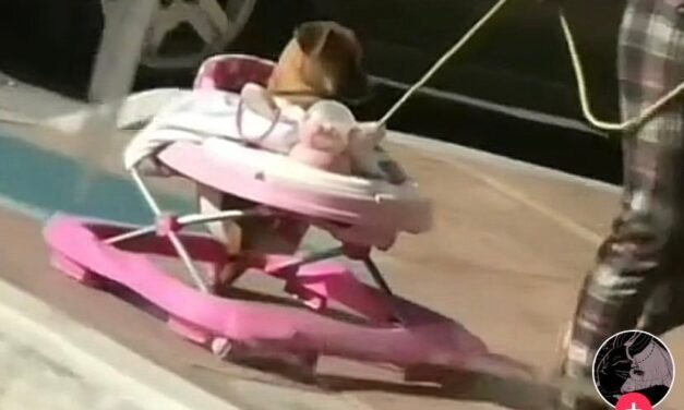 ‘Lomito’ se vuelve viral luego de ser captado en una andadera de bebé