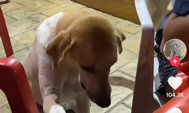 ‘Lomito’ se vuelve viral tras su peculiar forma de pedir ‘limosna’