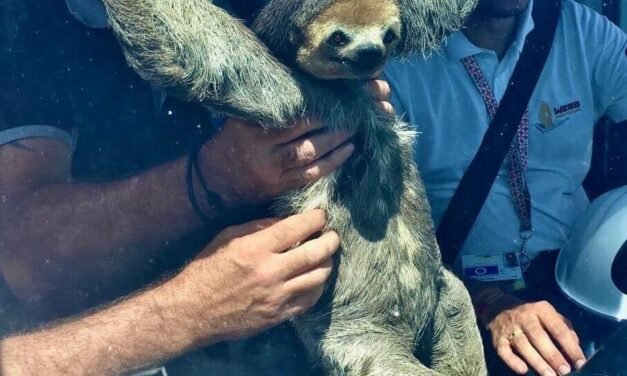 Perezoso ‘se cuela’ a una transmisión en vivo de un lanzamiento de un cohete