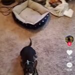 VIDEO: Mujer se ‘indigna’ luego de que su ‘lomito’ solo entiende el español