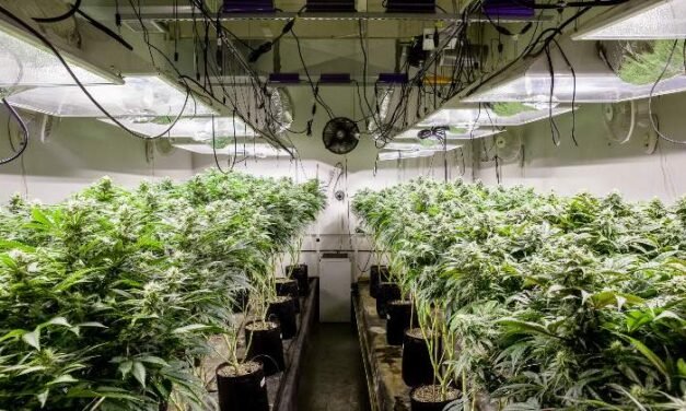 En Nuevo León FGR catea inmueble y desmantela invernadero de marihuana