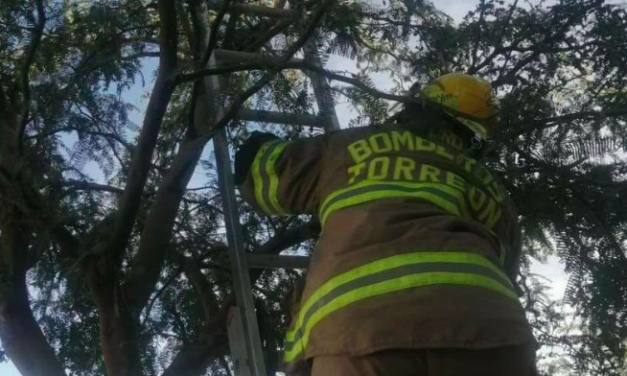 Aumentan en Torreón reportes de rescate de abejas
