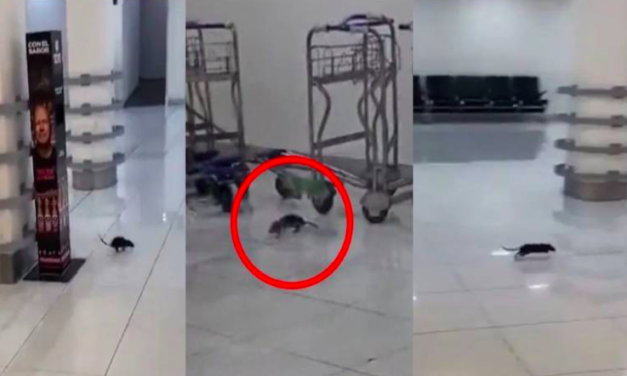 Rata desata pánico entre turistas del AICM y se viraliza en TikTok