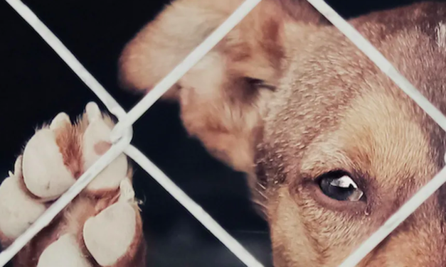 Alistan reformas para endurecer sanciones contra maltrato animal