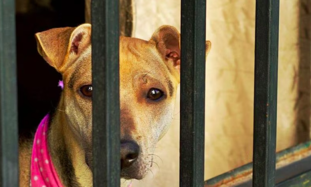 Detienen a hombre involucrado en matanza de perros en Monclova