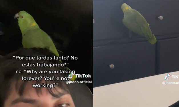 VIDEO: Joven muestra como su loro lo levanta todos los días