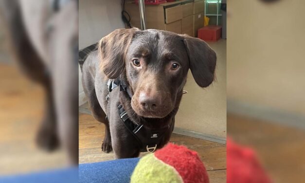 La historia de ‘Coco’ el ‘lomito’ que es tratado por supuesto alcoholismo