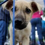 En Durango arranca campaña de vacunación antirrábica