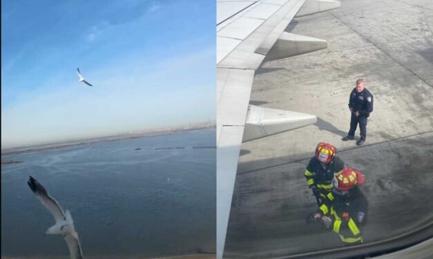 VIDEO: Avión aterriza de emergencia luego de que dos aves chocarán contra uno de los motores