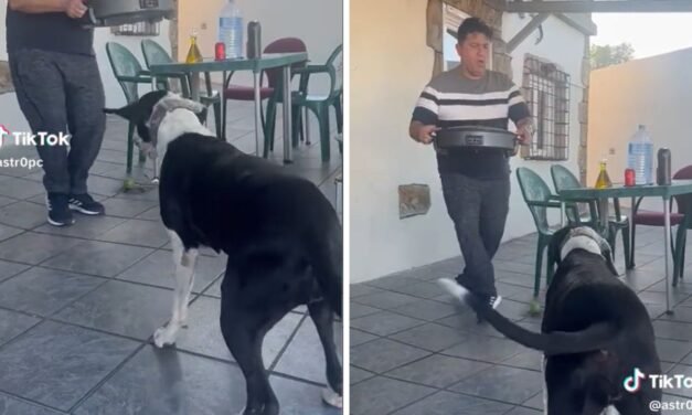 ‘Lomita’ se vuelve viral luego de sacar sus mejores pasos de baile