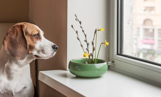 En Nuevo León por ley, dueños de departamentos deberán dejar que inquilinos tengan mascotas