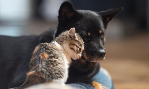8 animales mueren tras consumir alimento envenenado donado a refugio en Nuevo León