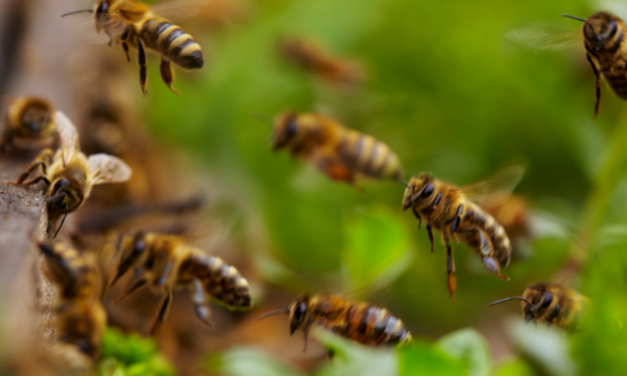 En Hidalgo abejas atacan en fiesta infantil; 3 niños fueron hospitalizados
