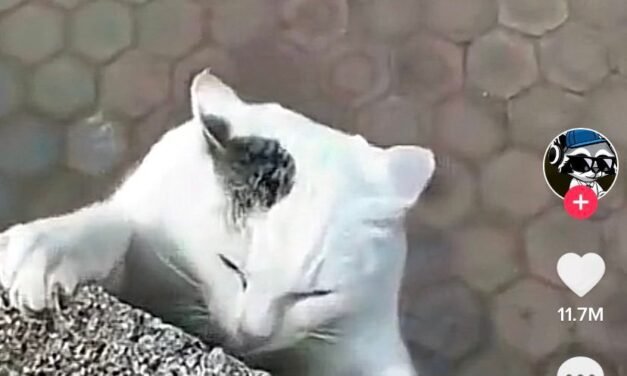 VIDEO: Gato es rescatado luego de estar apunto de caer de una azotea