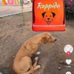 VIDEO: Joven se disfraza de repartidora de comida rápida para alimentar a los ‘lomitos’ de la calle