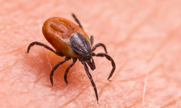 Coahuila registra 4 muertes por Rickettsia; Salud emite recomendaciones