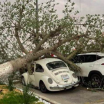 Tolvanera en La Laguna deja un muerto, múltiples árboles caídos y daños a vehículos