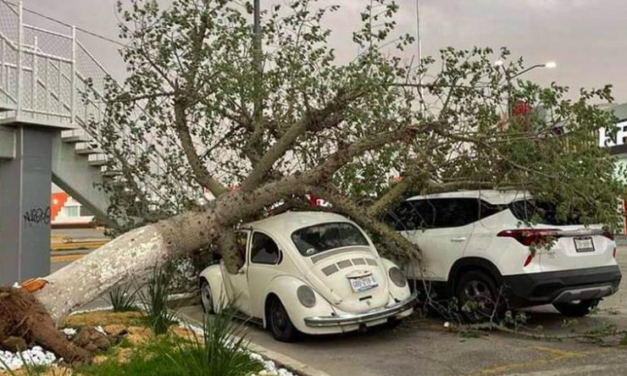 Tolvanera en La Laguna deja un muerto, múltiples árboles caídos y daños a vehículos