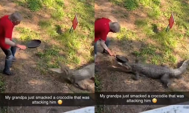 VIDEO: Señor de la tercera edad se enfrenta contra un cocodrilo para ahuyentarlo de su jardín
