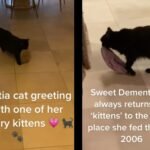 Gatita con demencia confunde una pantufla con un gatito bebé