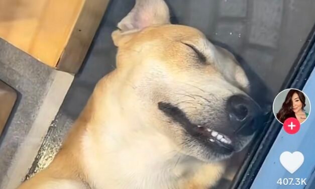 ‘Lomito’ callejero se vuelve viral luego de descansar dentro de un aparador de una tienda