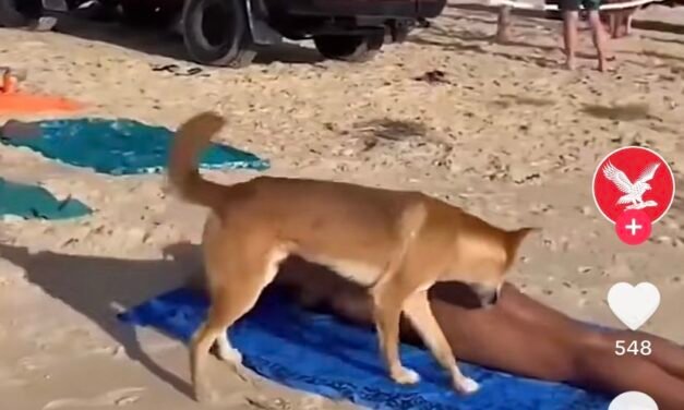 Perro ataca a turista mientras tomaba el sol en la playa K’gari en Australia