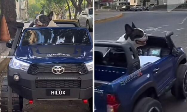 Perrito se vuelve viral luego de hacer un recorrido en la ciudad en su propio automóvil