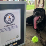 Perra gana Récord Guinness por tener la lengua más grande del mundo