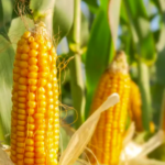 Canadá se une a EU en consulta contra México por maíz transgénico