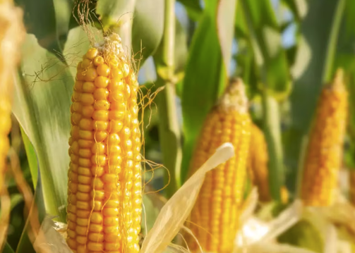 Captura de Pantalla 2023-06-10 a la(s) 9.11.09