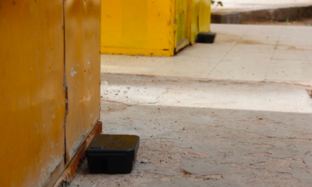 Buscan erradicar plaga de ratas en el Bosque Venustiano Carranza de Torreón