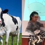 Joven disfraza a su perrita de vaca para exponer un tema en clase