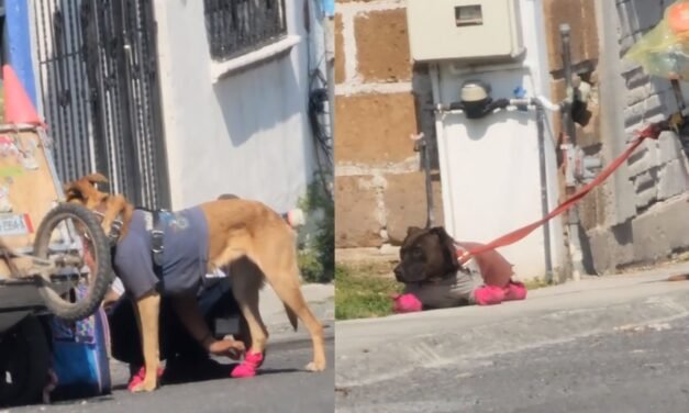 Hombre elabora zapatos para proteger las patitas de sus perritos del calor