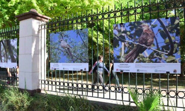 Exposición de Aves Urbanas: una invitación a descubrir la riqueza de la fauna en Torreón