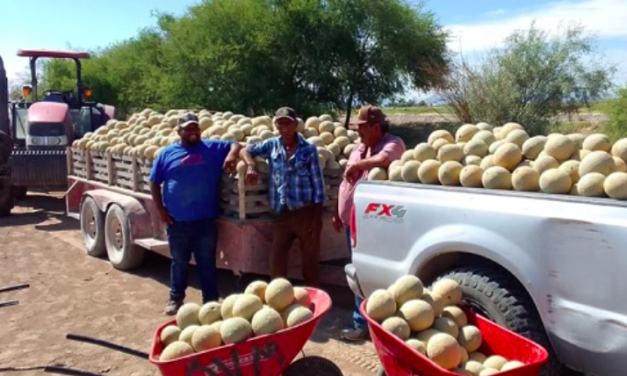 Productores de melón en La Laguna luchan por apoyo gubernamental para mejorar comercialización