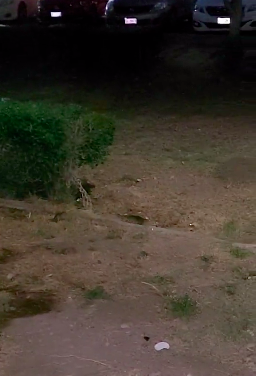 Presencia de ratones en áreas exteriores del Estadio Revolución de Torreón preocupa a la comunidad