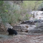 Oso y mapache son captados ‘bañándose’ en las aguas de la sierra de Arteaga en Coahuila