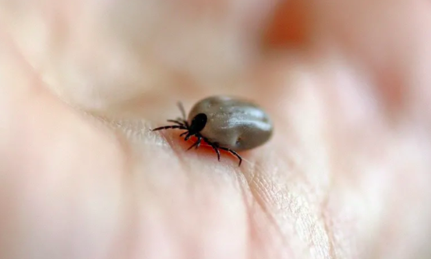 Cuatro muertes confirmadas por rickettsia en La Laguna; urgente llamado a la prevención