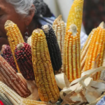 Canadá se suma a Estados Unidos en el panel contra México por el maíz transgénico