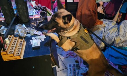 En vivienda de Nuevo León gracias a binomio canino decomisan droga