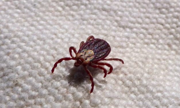 Aumenta la preocupación por casos de rickettsia en Coahuila; suma 24 casos y 16 muertes