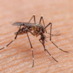 Coahuila registra nueve casos de dengue en lo que va del 2023