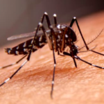 Confirman tres casos de dengue en una familia de Torreón